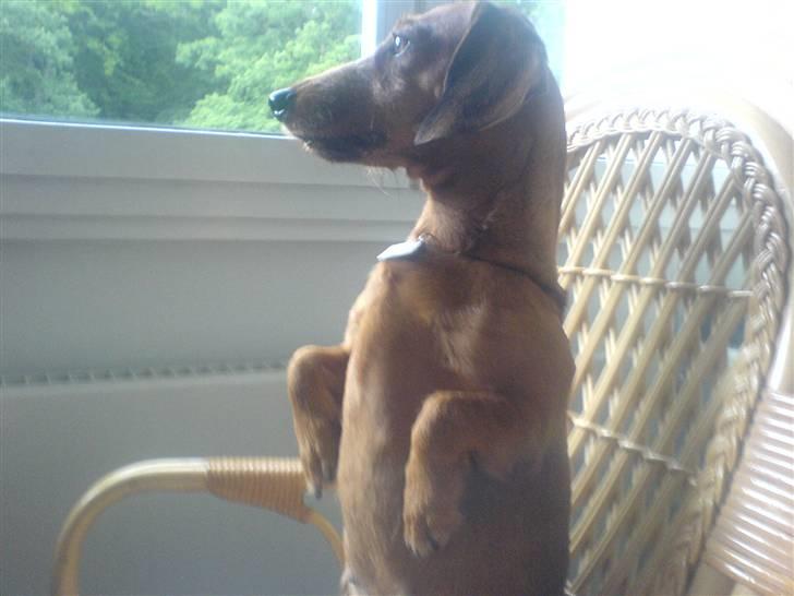 Gravhund Mie  R.I.P. <3 billede 4