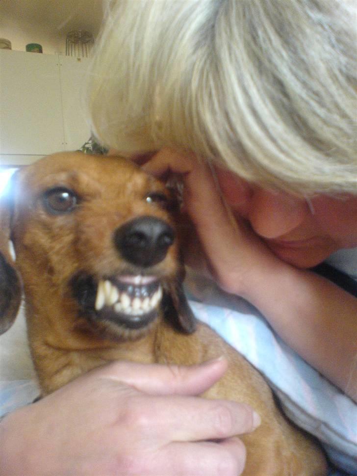 Gravhund Mie  R.I.P. <3 billede 5