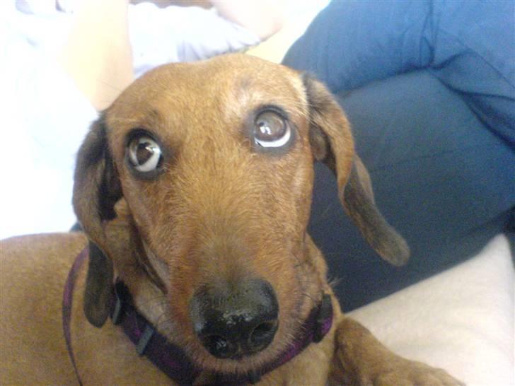 Gravhund Mie  R.I.P. <3 billede 6