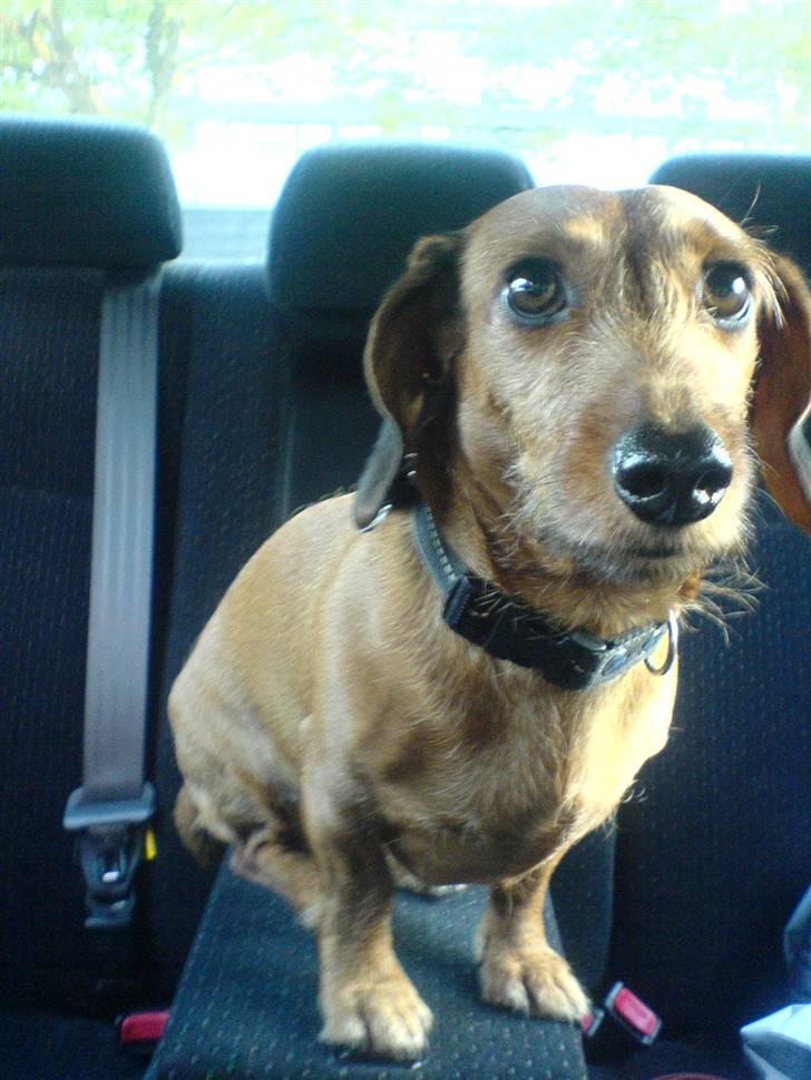 Gravhund Mie  R.I.P. <3 billede 7