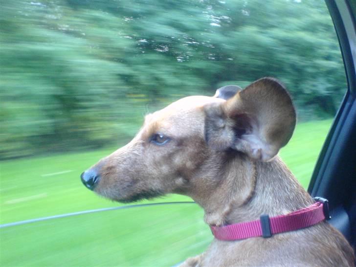 Gravhund Mie  R.I.P. <3 billede 8