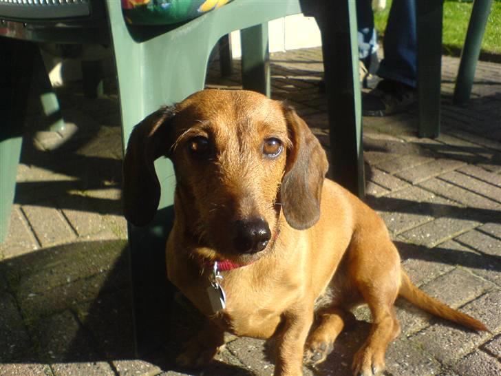 Gravhund Mie  R.I.P. <3 billede 9