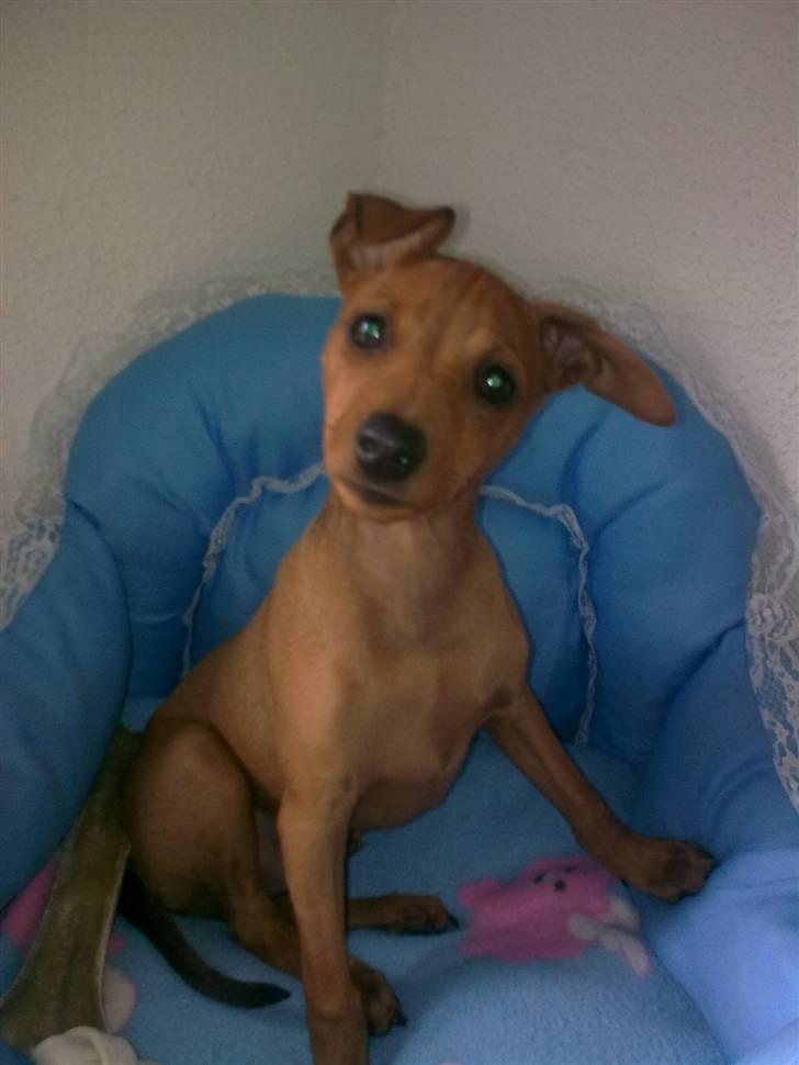 Dvaergpinscher rumledumle pot aka-hyleren - hej med jer,velkommen til min profil billede 1