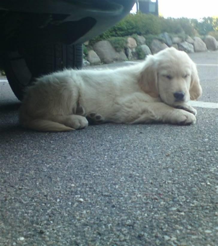 Golden retriever Filippa aka Alma - Snak nu færdig Pia.... jeg vil ind og sove billede 22