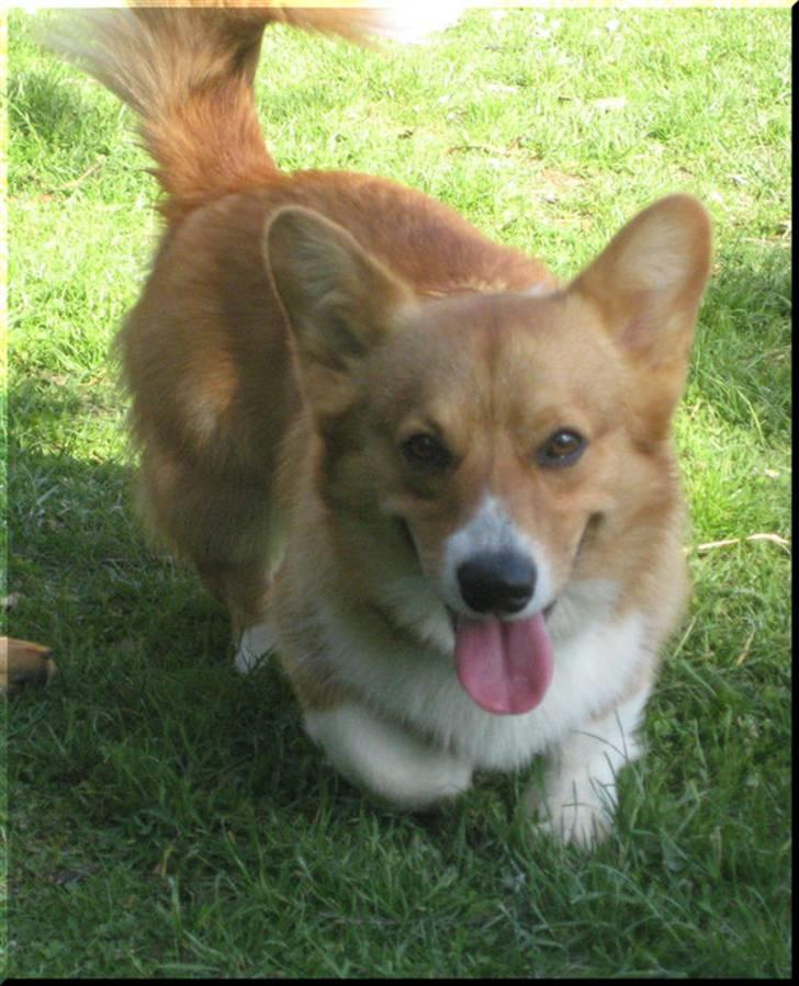 Welsh corgi pembroke Buddy billede 14