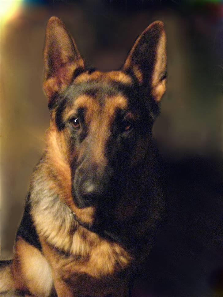 Schæferhund Tiger billede 1