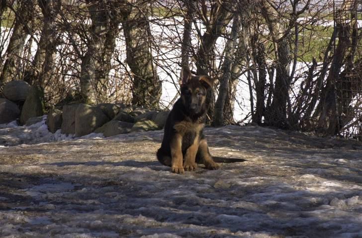 Schæferhund Tiger - Så er jeg bare Palle alene i verden :o billede 2