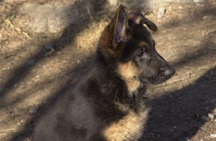 Schæferhund Tiger - lille søvnig charmetrold :D billede 3