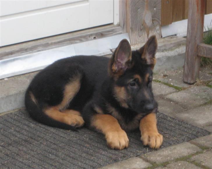 Schæferhund Tiger - Det er koldt billede 4