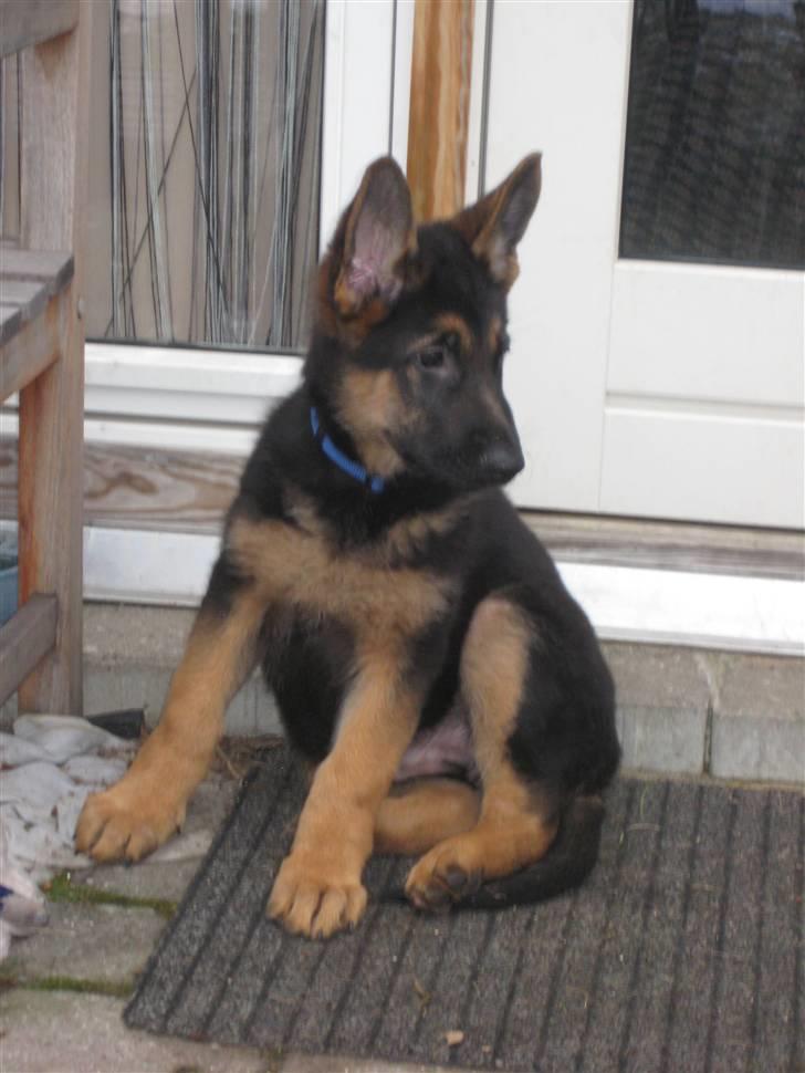 Schæferhund Tiger - Hvorfor vil ham Buddy ikke lade mig være i fred? billede 5