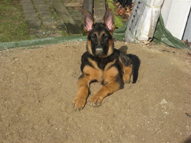 Schæferhund Tiger billede 6