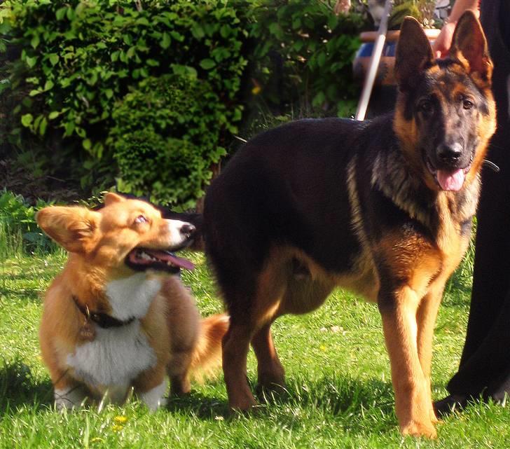 Schæferhund Tiger - Tiger ved siden af storebror, Buddy :P billede 7