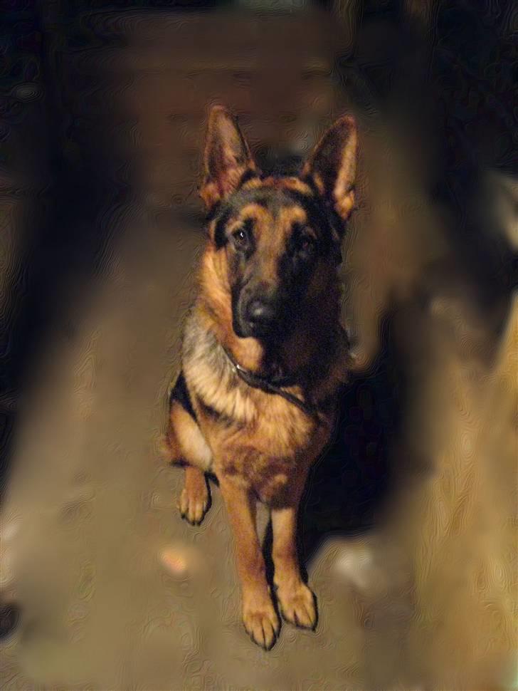 Schæferhund Tiger billede 8