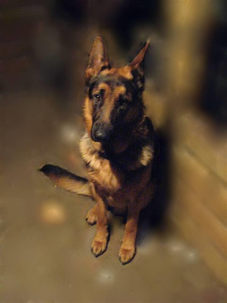 Schæferhund Tiger billede 9