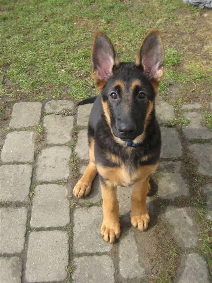 Schæferhund Tiger - Hej far!  billede 10