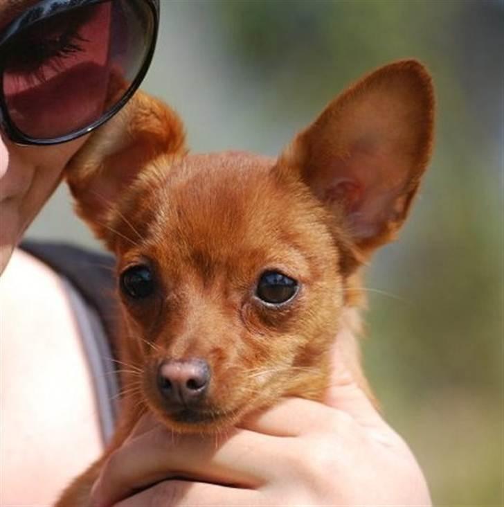 Dvaergpinscher /papillon - Cassiopeia billede 5