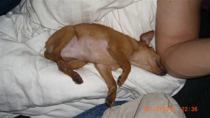 Dvaergpinscher /papillon - Cassiopeia billede 6