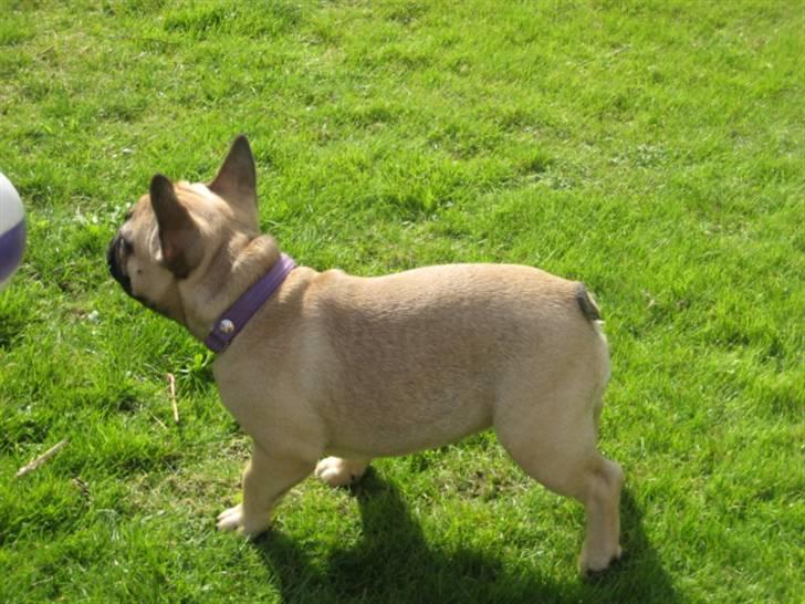 Fransk bulldog Greenhills Diva Rumina billede 16