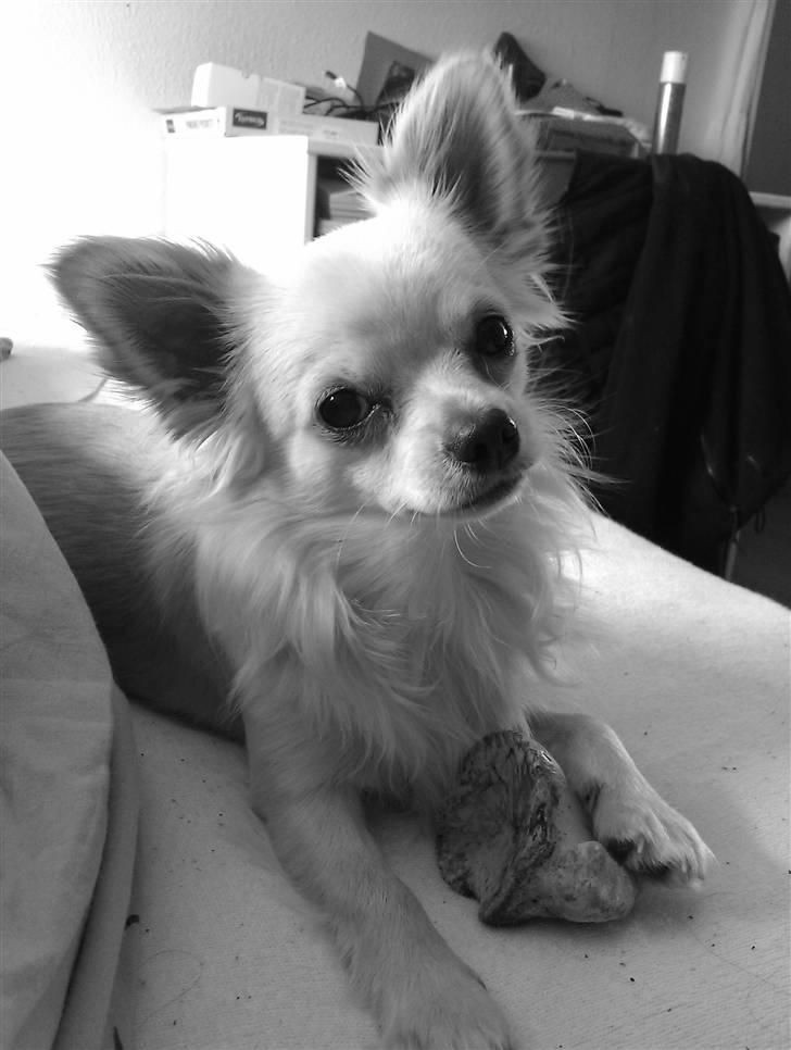 Chihuahua Fernando billede 9