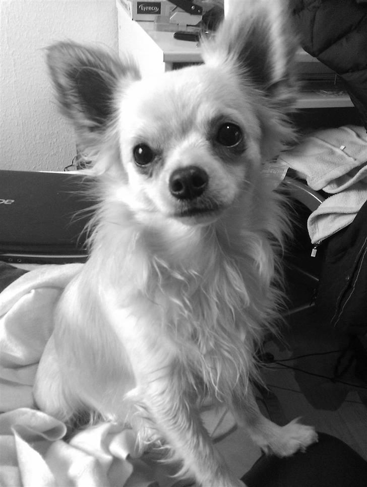 Chihuahua Fernando billede 10