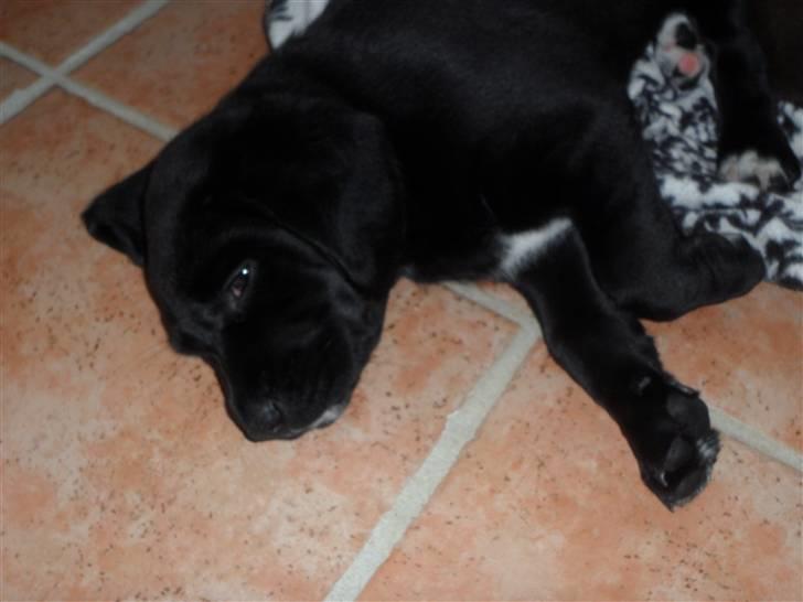 Labrador retriever Anthon(slogt) billede 10
