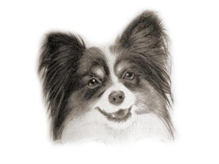 Papillon Mickey til Avl.  - Det er et billede jeg har tegnet af min deeeejlige hund. :-) billede 6