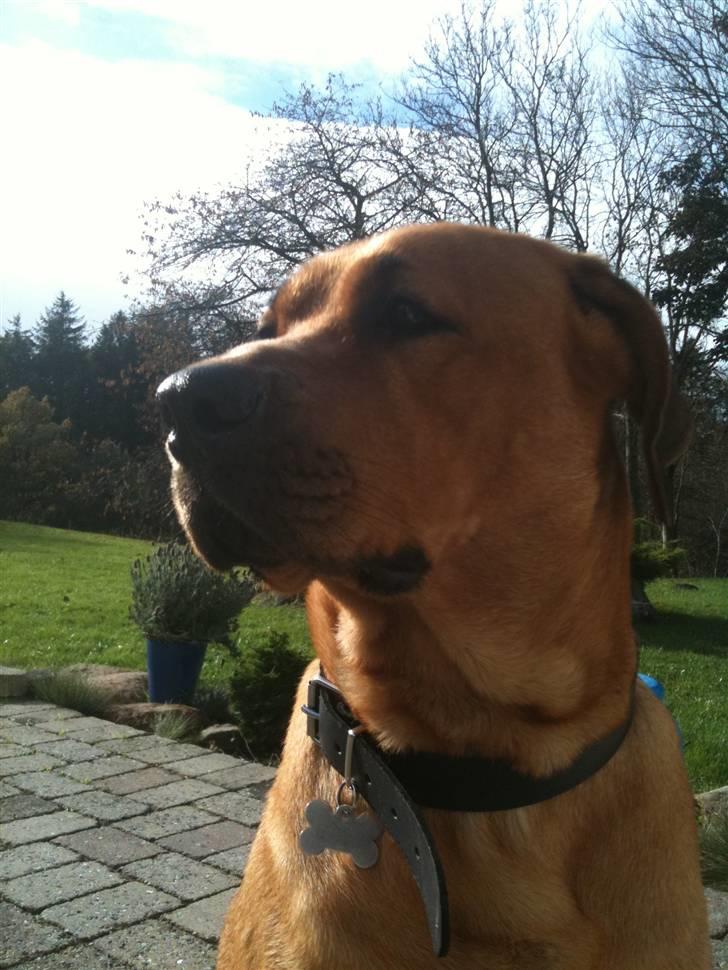 Blanding af racer Akeela (forældres hund) billede 6