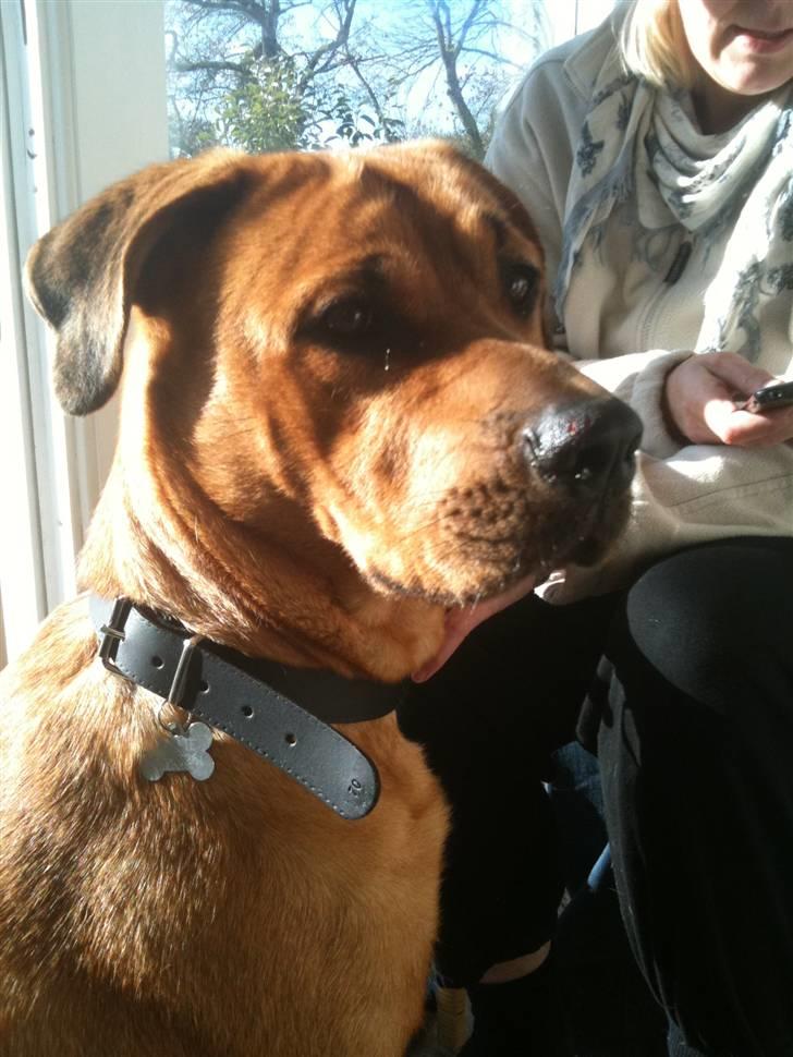 Blanding af racer Akeela (forældres hund) billede 7