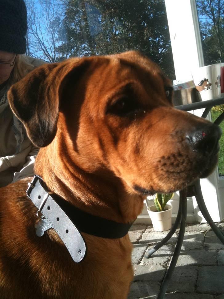 Blanding af racer Akeela (forældres hund) billede 5