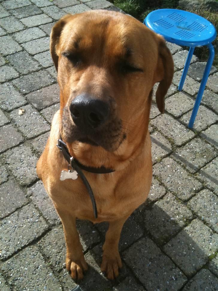 Blanding af racer Akeela (forældres hund) billede 4