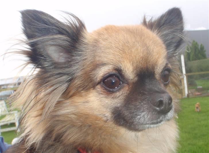 Chihuahua Martina´s Lara (Bella) - Velkommen til min profil..... jeg er dronning her ;-) billede 1