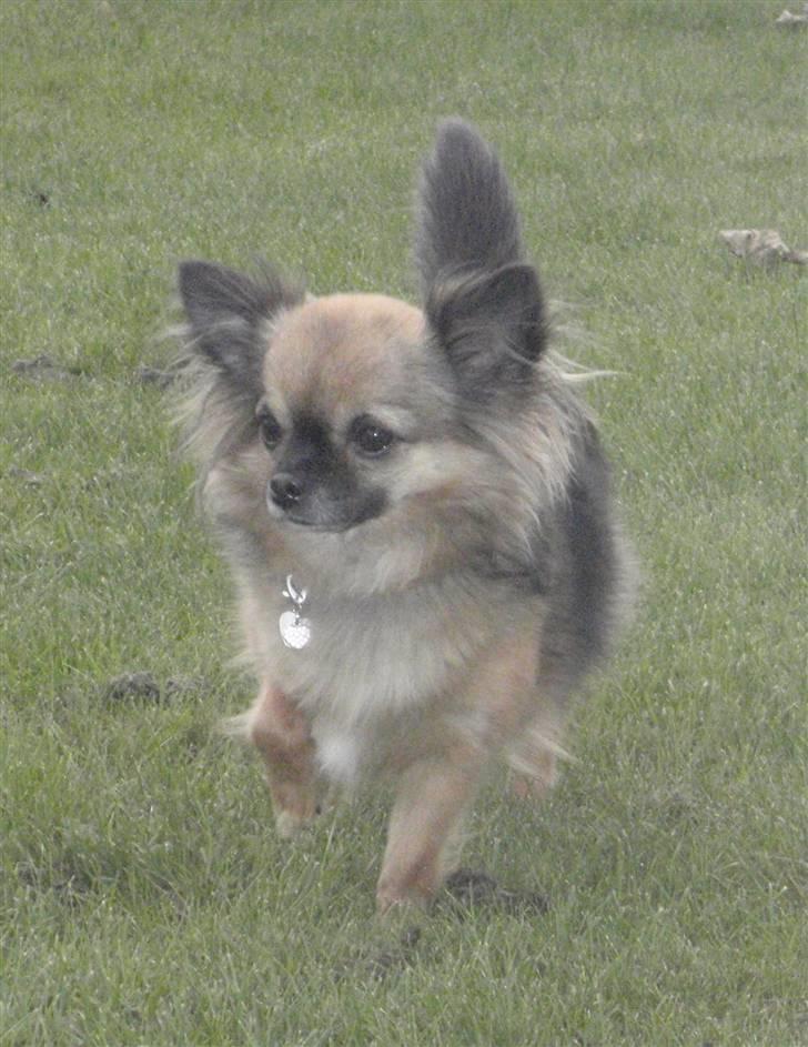 Chihuahua Martina´s Lara (Bella) - Bella oktober 2010 billede 2