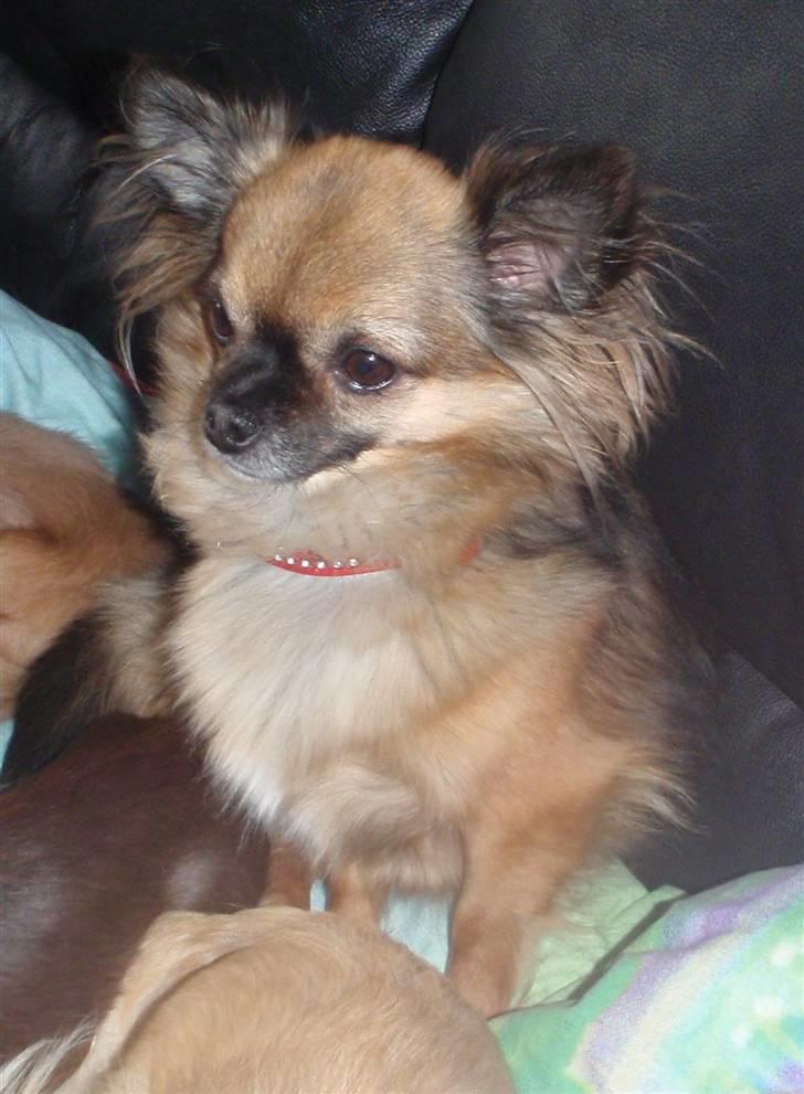 Chihuahua Martina´s Lara (Bella) - Hygge i sofaen. billede 3