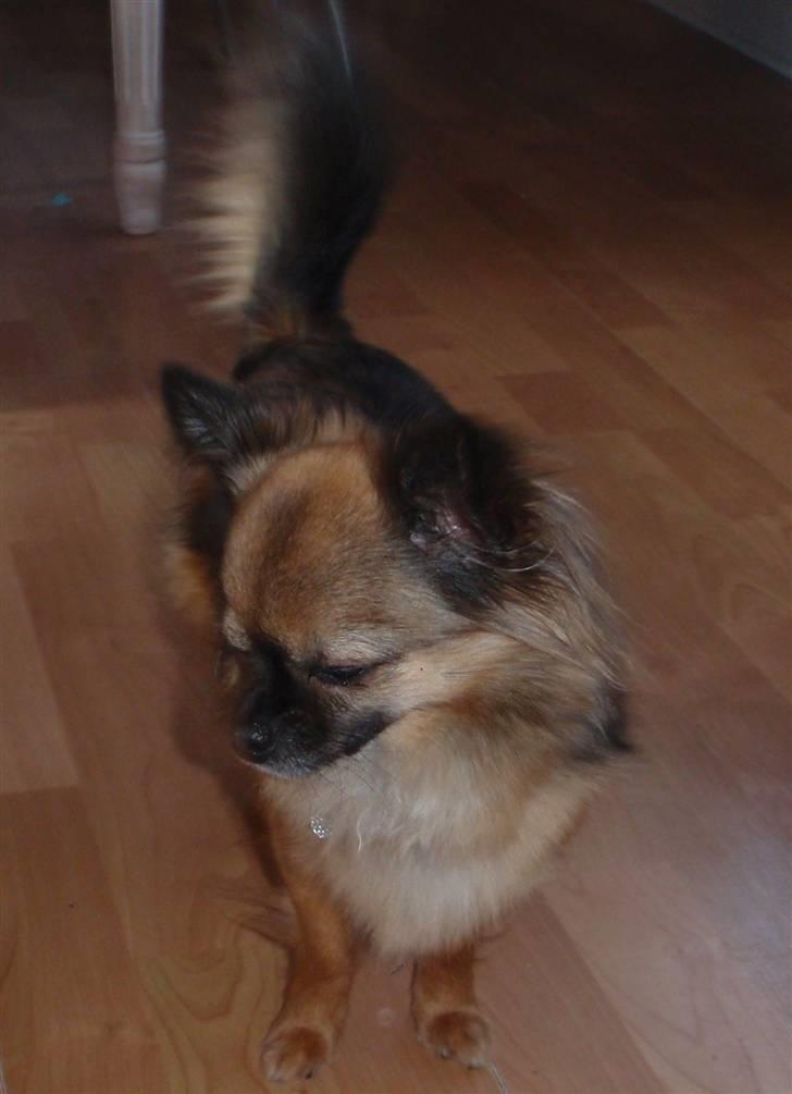 Chihuahua Martina´s Lara (Bella) billede 4