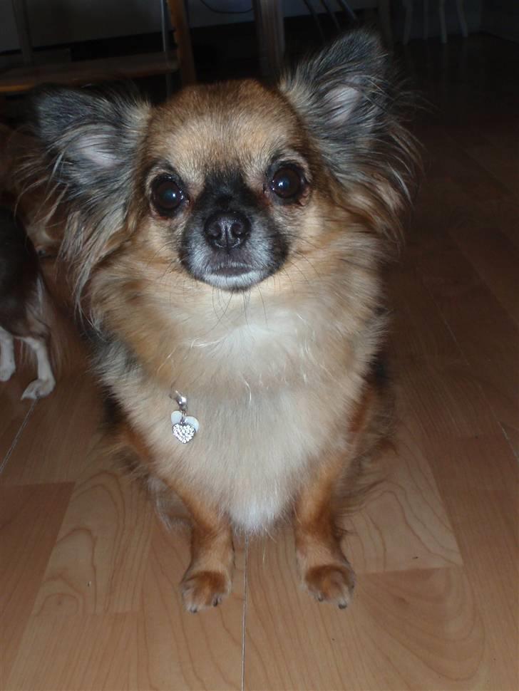 Chihuahua Martina´s Lara (Bella) billede 5