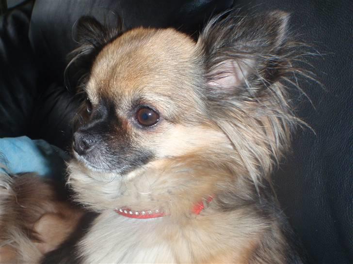 Chihuahua Martina´s Lara (Bella) billede 6