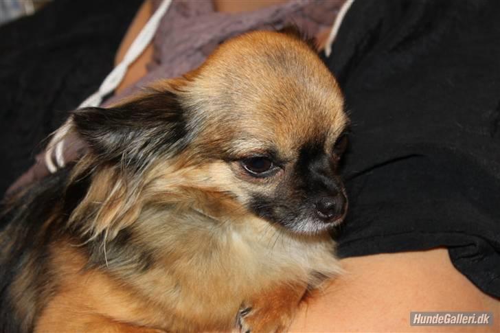 Chihuahua Martina´s Lara (Bella) - Til udstilling i Erritsø 2010. 2 vinder i åben klasse. billede 7