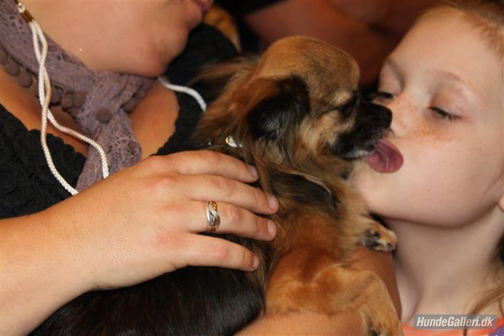 Chihuahua Martina´s Lara (Bella) - En rigtig kysse hund, her er det Lærke der er under kærlig behandling ;-) billede 8