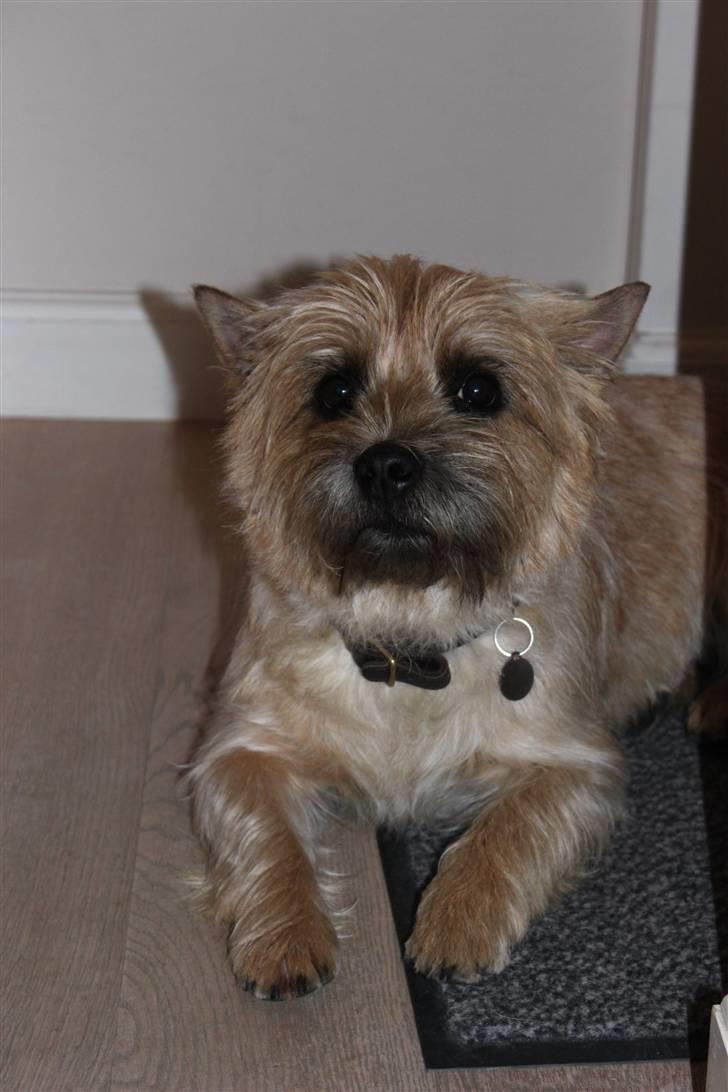 Cairn terrier Sweet Beauty Holger   billede 8