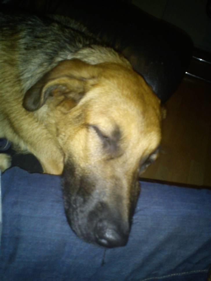 Schæferhund Lady Gaga - Det var en lang tur hjem til min nye ejer, så jeg tog lige en lille lur billede 2