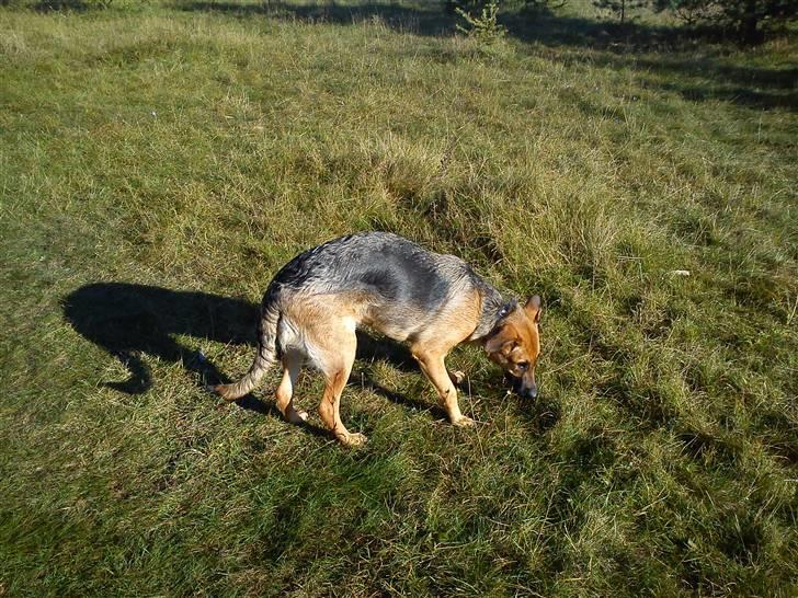 Schæferhund Lady Gaga - I hundeskoven for første gang - det var dejligt billede 3