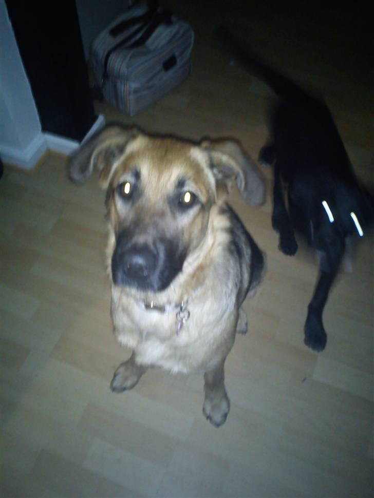 Schæferhund Lady Gaga - Så mor - hvad skal der ske?? billede 4