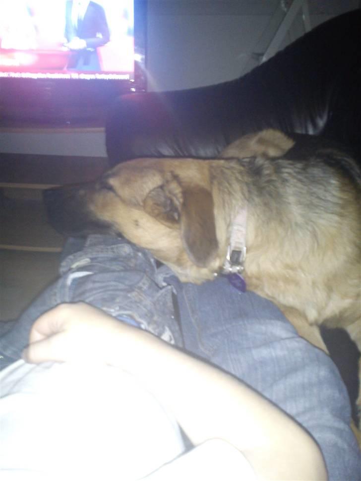 Schæferhund Lady Gaga - Godnat - putter med mor og "storebror" Benjamin billede 5