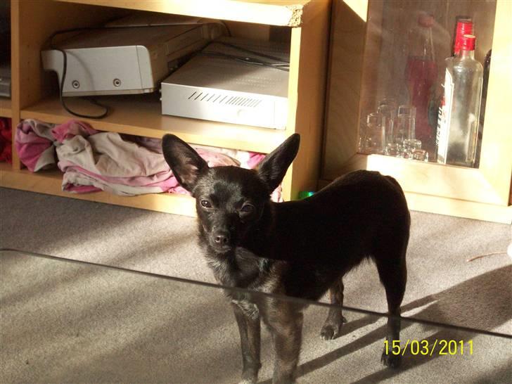 Blanding af racer Qiwi billede 2