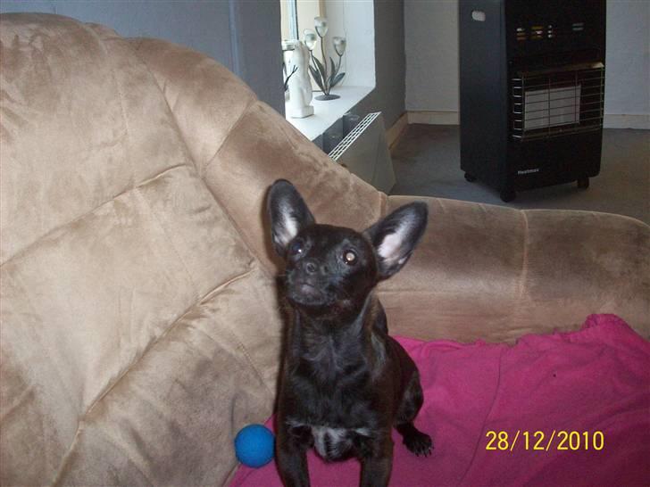 Blanding af racer Qiwi billede 3