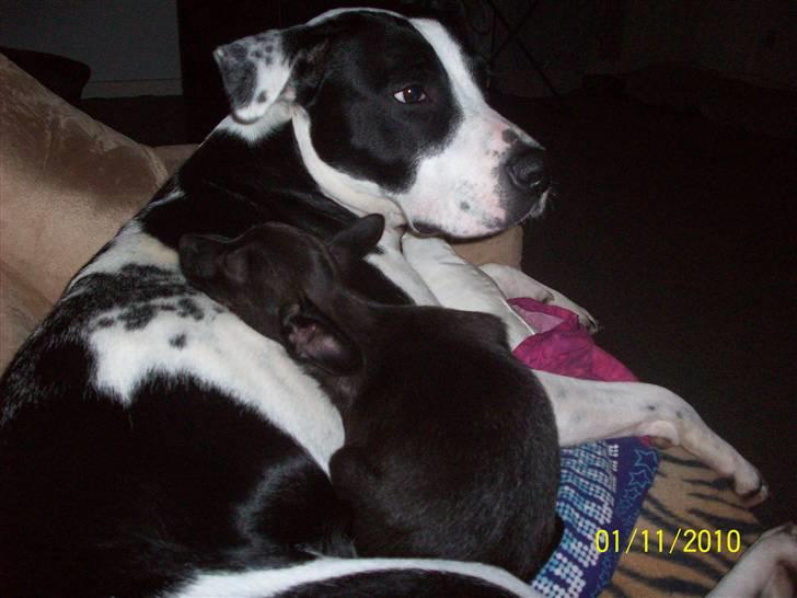 Blanding af racer Qiwi billede 4