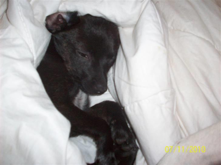 Blanding af racer Qiwi billede 5