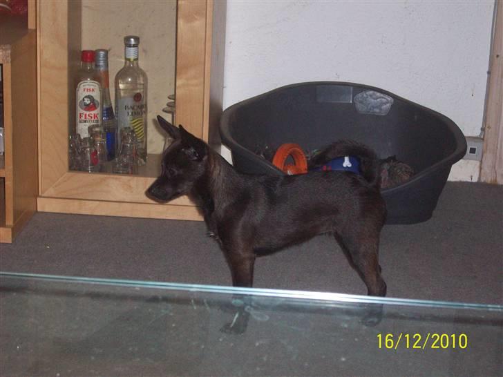 Blanding af racer Qiwi billede 6