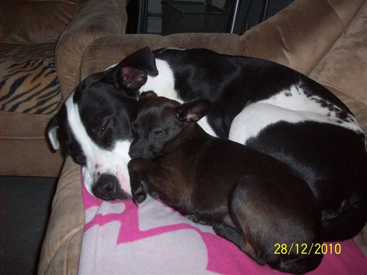 Blanding af racer Qiwi billede 7