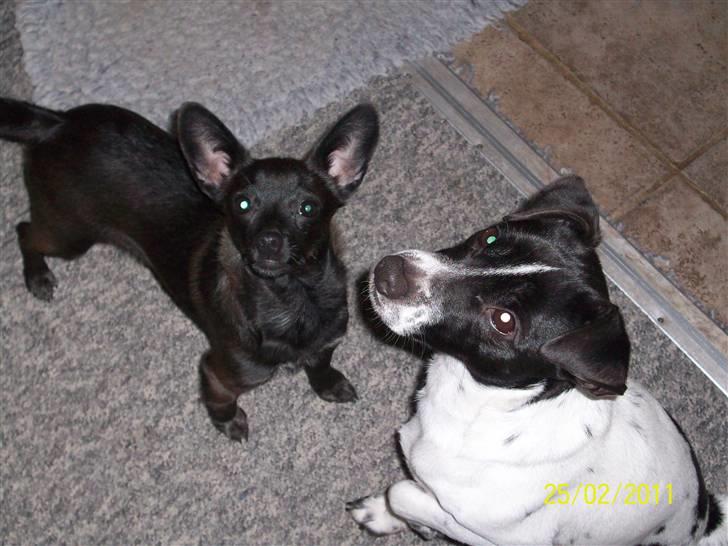 Blanding af racer Qiwi billede 8